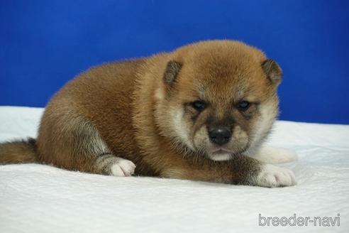 成約済の愛知県の柴犬-185134の19枚目