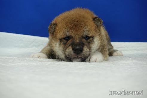 成約済の愛知県の柴犬-185134の18枚目