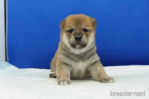 成約済の愛知県の柴犬-185137の9枚目