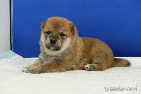 成約済の愛知県の柴犬-185137の10枚目