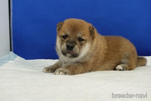 成約済の愛知県の柴犬-185137の11枚目