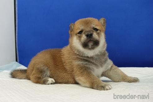 成約済の愛知県の柴犬-185137の12枚目