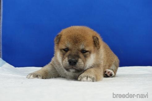 成約済の愛知県の柴犬-185137の13枚目
