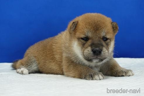 成約済の愛知県の柴犬-185137の14枚目