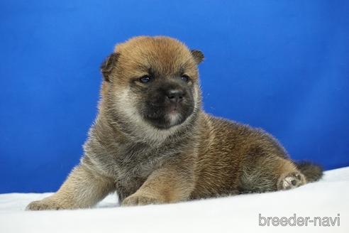 成約済の愛知県の柴犬-185144の11枚目