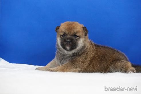 成約済の愛知県の柴犬-185144の13枚目