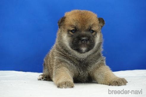 成約済の愛知県の柴犬-185144の8枚目
