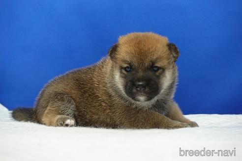 成約済の愛知県の柴犬-185144の10枚目