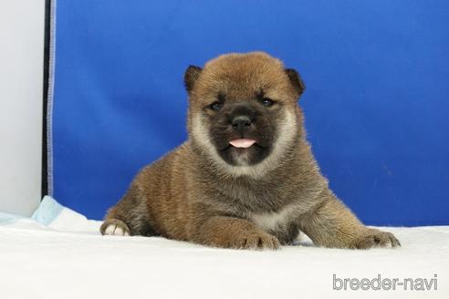 成約済の愛知県の柴犬-185146の21枚目