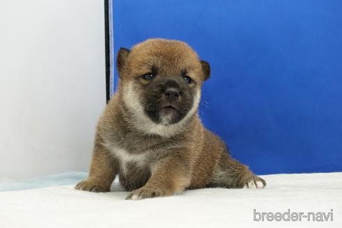 成約済の愛知県の柴犬-185146の20枚目