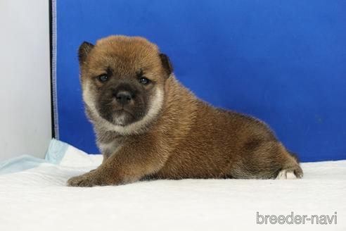 成約済の愛知県の柴犬-185146の17枚目