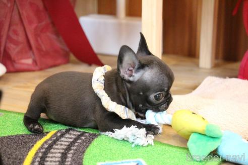 成約済の愛知県のフレンチブルドッグ-178942の6枚目