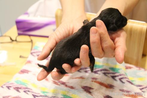 成約済の愛知県のカニンヘンダックスフンド(ロングヘアード)-184035の51枚目