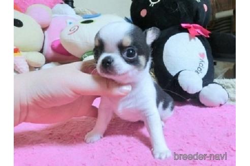 成約済の群馬県のチワワ(スムースコート)-185169の1枚目