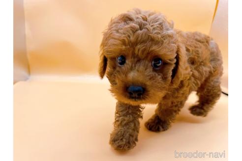 成約済の東京都のトイプードル-184898の6枚目