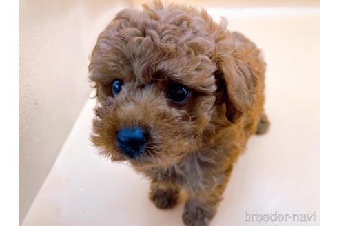 成約済の東京都のトイプードル-184898の7枚目