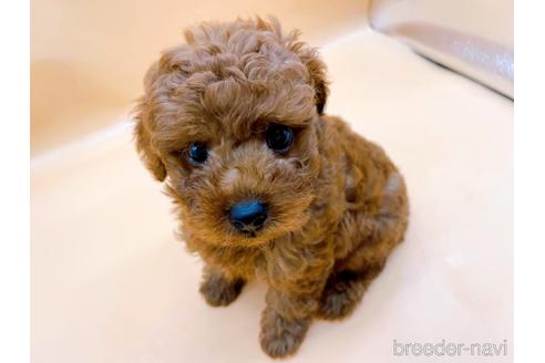 成約済の東京都のトイプードル-184898の1枚目