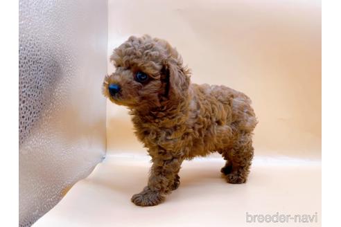 成約済の東京都のトイプードル-184898の2枚目