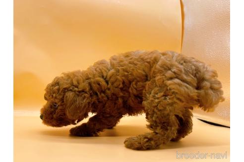 成約済の東京都のトイプードル-184898の3枚目