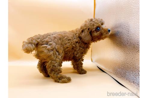 成約済の東京都のトイプードル-184898の4枚目