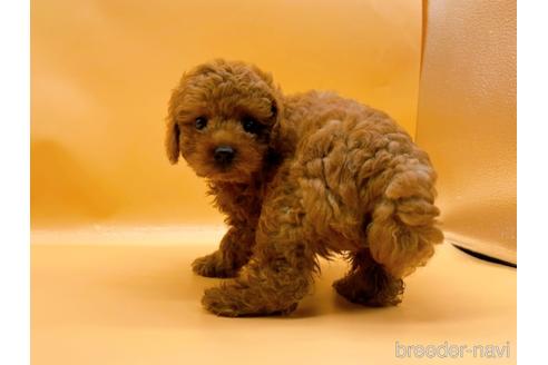 成約済の東京都のトイプードル-184898の5枚目