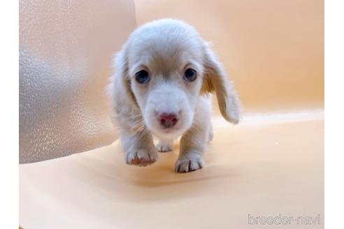 成約済の東京都のミニチュアダックスフンド(ロングヘアード)-186306の4枚目