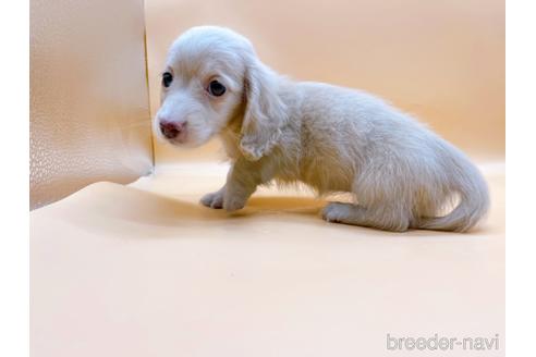 成約済の東京都のミニチュアダックスフンド(ロングヘアード)-186306の5枚目