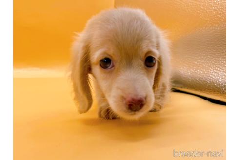 成約済の東京都のミニチュアダックスフンド(ロングヘアード)-186306の6枚目