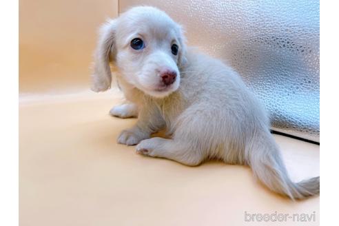 成約済の東京都のミニチュアダックスフンド(ロングヘアード)-186306の3枚目