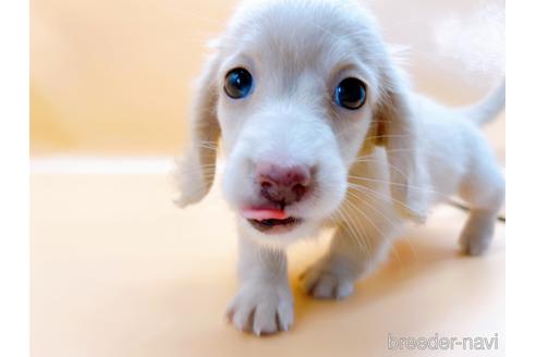 成約済の東京都のミニチュアダックスフンド(ロングヘアード)-186306の1枚目