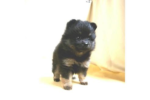 成約済の茨城県のポメラニアン-184092の13枚目