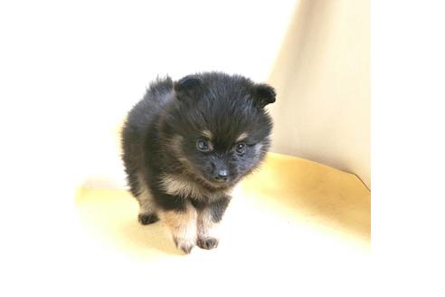 成約済の茨城県のポメラニアン-184092の11枚目