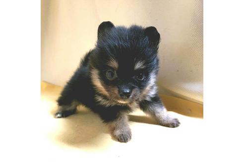 成約済の茨城県のポメラニアン-184090の5枚目