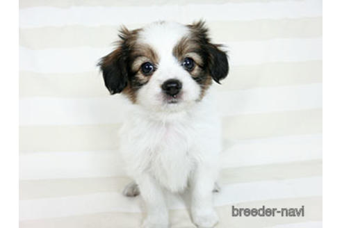 成約済の千葉県のパピヨン-183634の7枚目