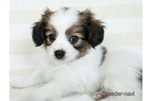 成約済の千葉県のパピヨン-183634の6枚目