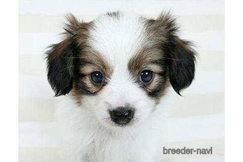 成約済の千葉県のパピヨン-183634の5枚目