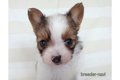 成約済の千葉県のパピヨン-183639の15枚目