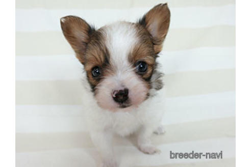 成約済の千葉県のパピヨン-183639の14枚目