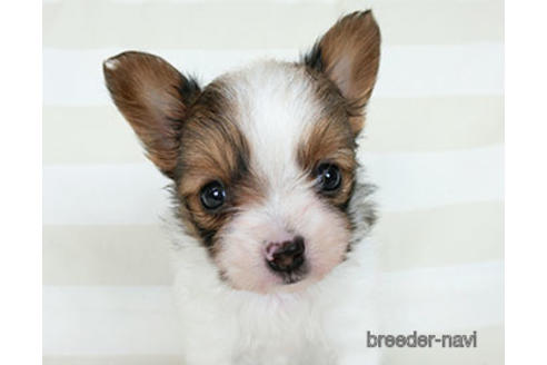 成約済の千葉県のパピヨン-183639の13枚目