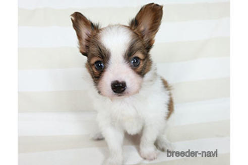 成約済の千葉県のパピヨン-183640の3枚目