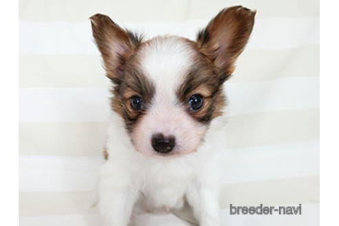 成約済の千葉県のパピヨン-183640の2枚目