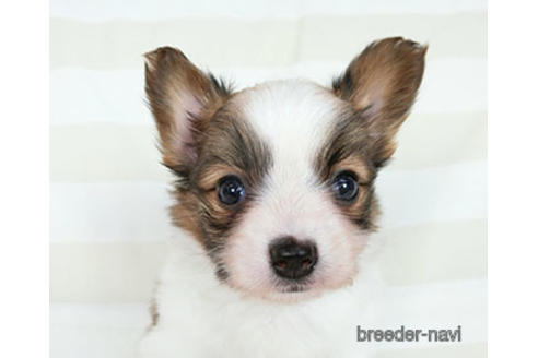 成約済の千葉県のパピヨン-183640の1枚目