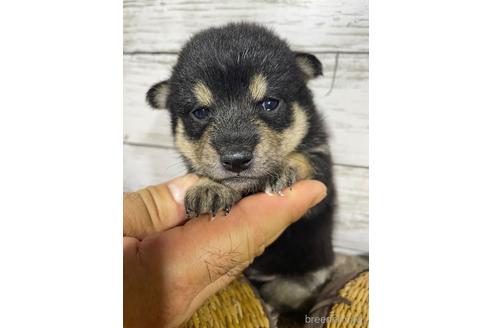 成約済の静岡県の柴犬-185249の1枚目