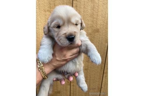 子犬