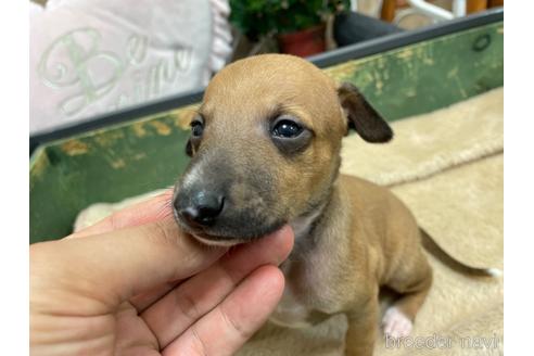 成約済の東京都のイタリアングレーハウンド(イタグレ)-185279の12枚目