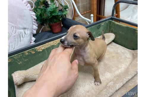 成約済の東京都のイタリアングレーハウンド(イタグレ)-185282の13枚目