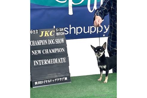 JKC.CHあられちゃん1枚目