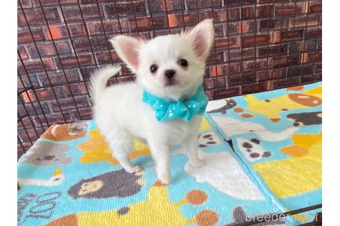 成約済の大阪府のミックス犬-185299の3枚目
