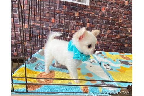 成約済の大阪府のミックス犬-185299の4枚目