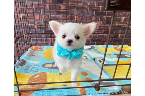 成約済の大阪府のミックス犬-185299の5枚目